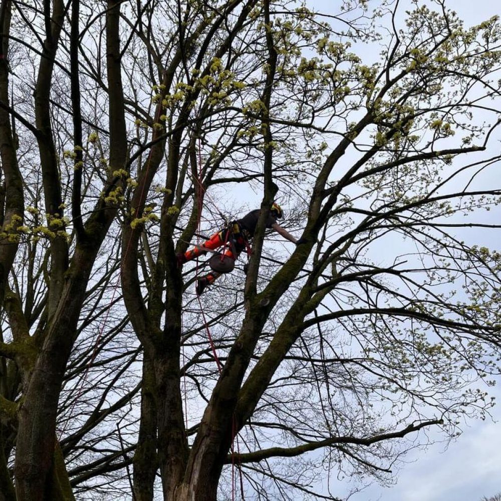 Einbau einer Krohnensicherung